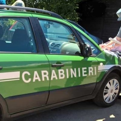 A caccia di quaglie con richiamo acustico vietato Carabinieri forestali denunciano due persone 