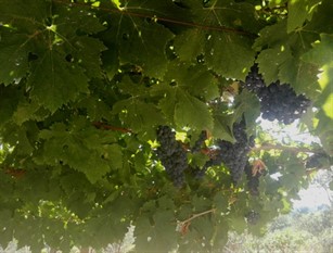 Misure a sostegno alle aziende vitivinicole per un maggior sviluppo e rendimento Vino, al via finanziamenti per aziende