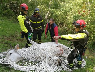 Sesto Campano, recuperata mucca in un dirupo (video) Dai vigili del fuoco,in località Colle Rotondo 