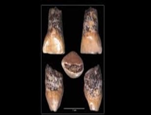 Esposizione del reperto del dentino umano al Museo paleolitico di Isernia