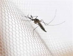 Roma: campagna anti-zanzara 2020, Le norme per i privati L’Ordinanza Sindacale raccomanda prevenzione e prodotti biologici