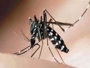 Frosinone, stop alle zanzare: martedì l’intervento antilarvale.