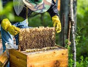 Contributi a favore dell’apicoltura in Molise, pubblicata la graduatoria Cavaliere: "Il nostro Miele è di altissima qualità e il settore è in forte crescita" 