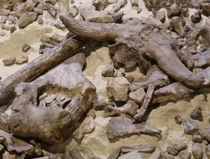 Concorso “Fossili regionali”  cinque reperti del sito di Isernia la pineta candidati a rappresentare il Molise ad Asti