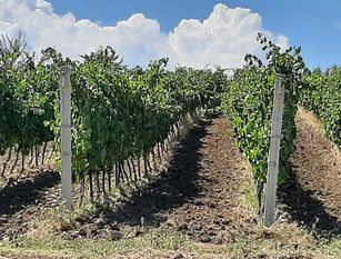 Vino: Molise, qualità ‘ottima’ e produzione su livelli 2021 Stima Assoenologi, Ismea e Unione italiana vini