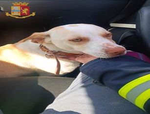 I poliziotti della Stradale mettono in salvo tre cuccioli abbandonati. L'episodio è accaduto a Isernia