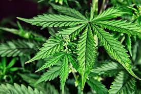 Cannabis: ok ai manifesti per sostenere la campagna nazionale per la legalizzazione