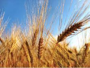 Grano duro, Cia Molise ” Rivedere il prezzo del grano per scongiurare il tracollo del comparto agricolo”