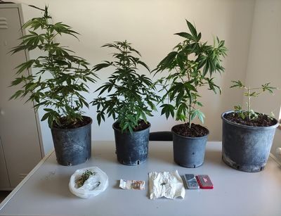 Castelverrino: Piccola piantagione di cannabis coltivata nel terrazzo di casa.