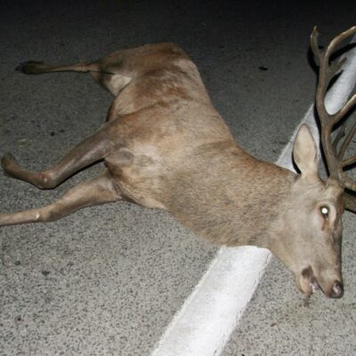 Altilia (Cb), un Cervo ‘investe’ un auto in piena notte Mentre percorreva la SS 87  nei pressi di Altilia