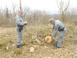 Isernia, taglio di bosco irregolare con operai in nero. Una denuncia da parte dei Carabinieri Forestali.