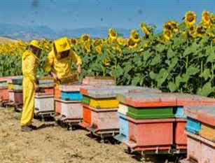 La regione Molise ha pubblicato un bando per la commercializzazione dei prodotti per apicoltura Micaela Fanelli è stata promotore dell'iniziativa. Inoltre vi è stata la richiesta di ulteriori fondi per il settore in espansione e modifiche criteri di accesso.
