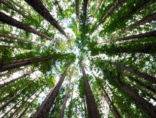 Assessorato, in via di conclusione affidamento gara da 60 milioni di euro per manutenzione alberi Fiorini, “Investimenti mai visti prima per il verde e procedure trasparenti dopo Mafia Capitale”