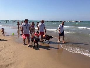 A Termoli i cani ‘baywatch’ in spiaggia libera Sono presenti il sabato e la domenica sugli arenili