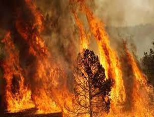 Sindaca Raggi firma ordinanza per prevenire gli incendi boschivi nel periodo estivo Il provvedimento sarà valido dal 15 giugno al 30 settembre