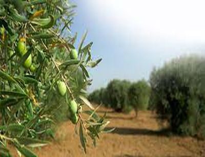 Difesa degli oliveti dalla mosca dell’olivo: UniMol unico partner italiano del progetto internazionale