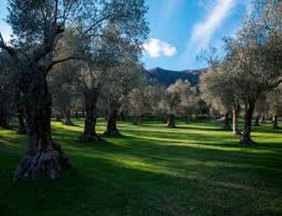 Rinnovato il direttivo del Parco Regionale dell’Olivo di Venafro