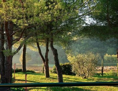 Roma, nuovo piano sul verde: 20mila nuovi alberi entro aprile